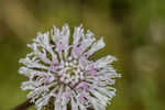 Grassleaf Barbara's buttons